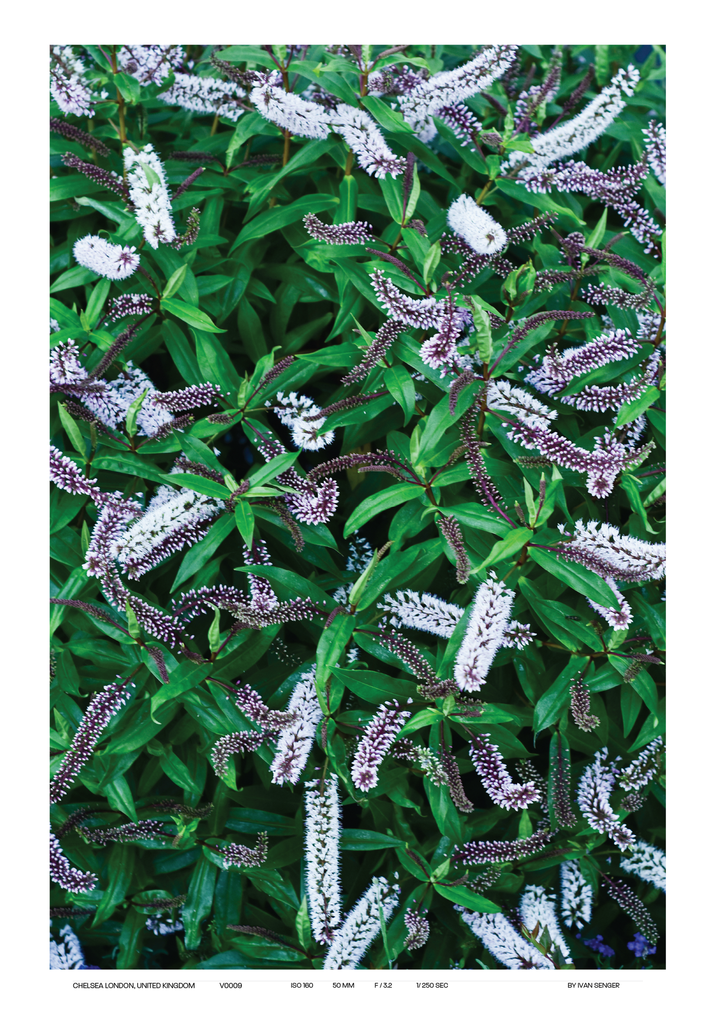 Vertical Poster